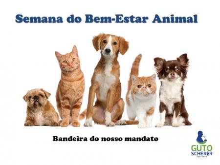 Semana do Bem-Estar animal: Guto Scherer protocola projeto de lei de microchipagem e estimula ações Semana do Bem-Estar animal: Guto Scherer protocola projeto de lei de microchipagem e estimula ações